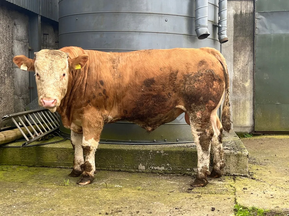 Pedigree Simmental bulls - Image 1