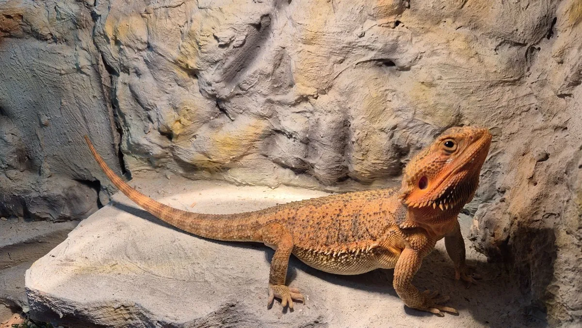 Bearded dragon with everything needed - Image 2