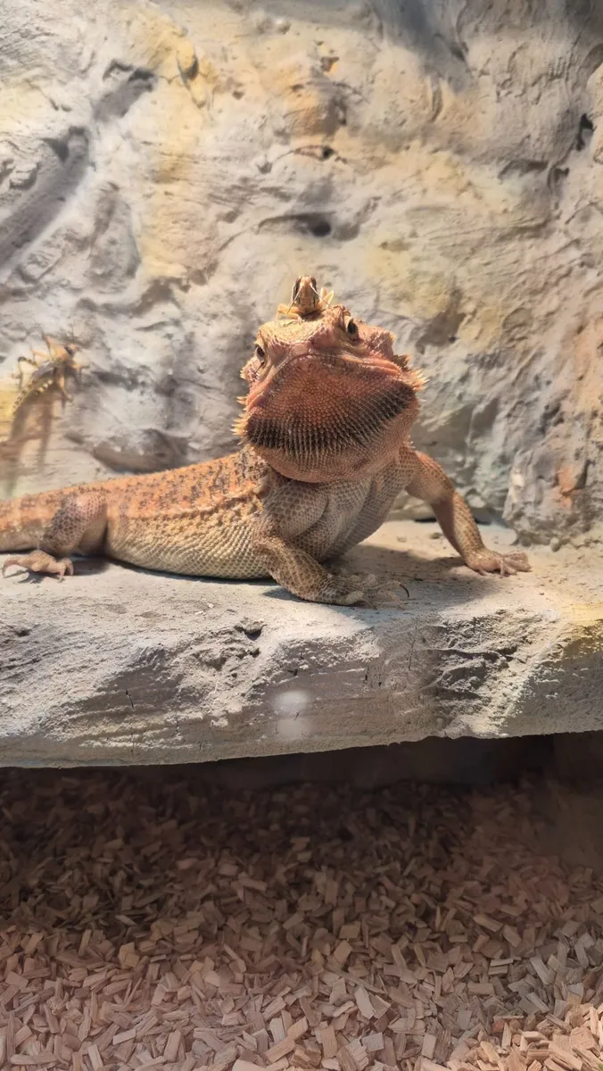 Bearded dragon with everything needed - Image 1