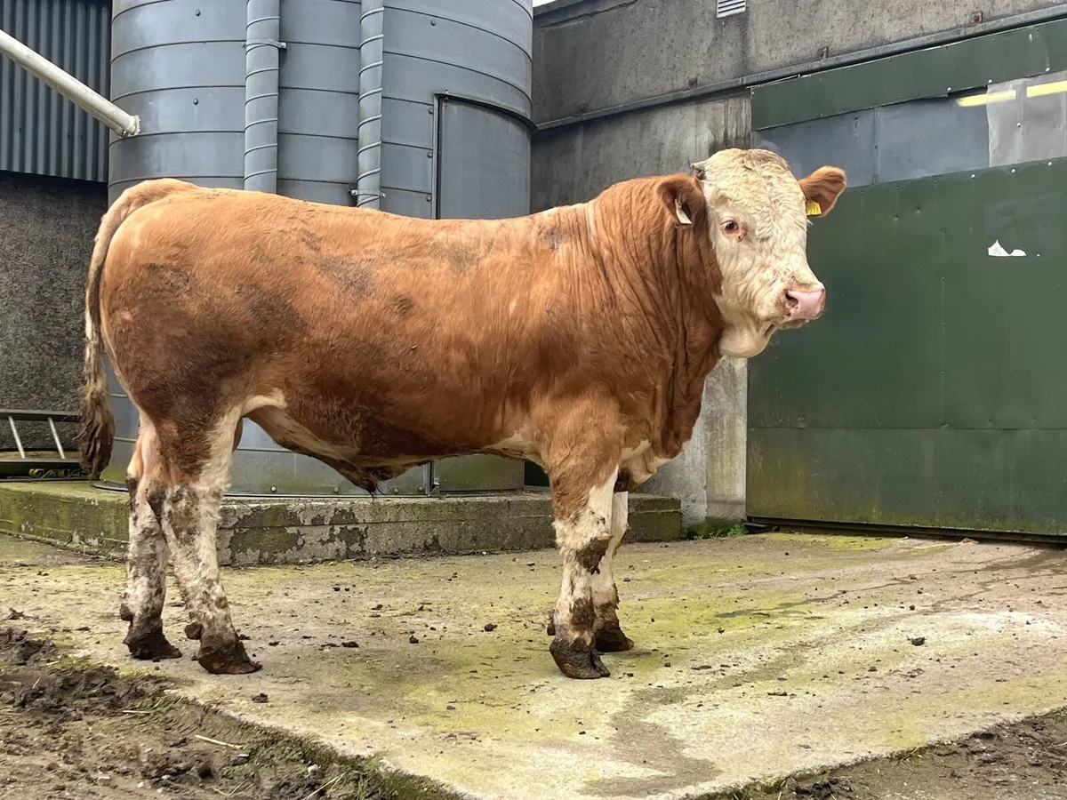 Pedigree Simmental bulls - Image 2