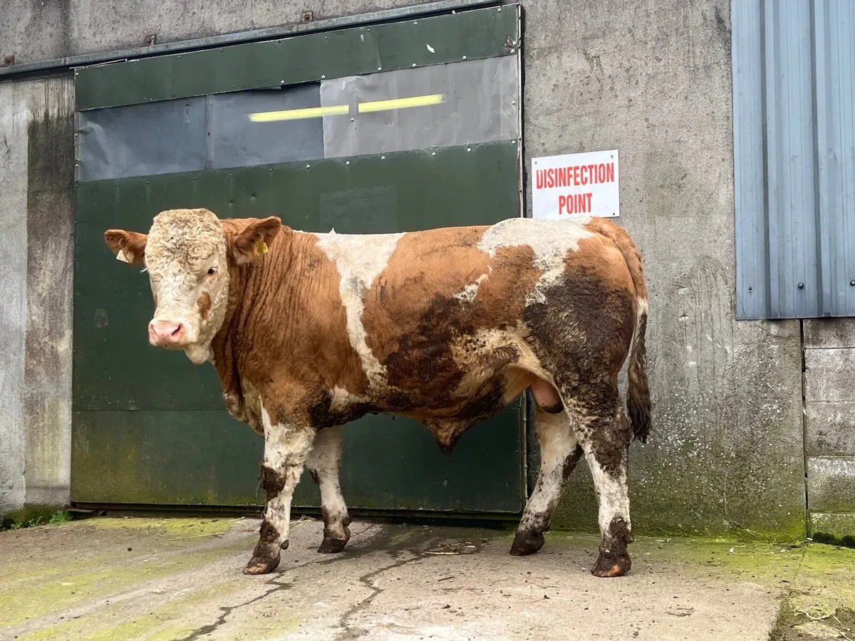 Pedigree Simmental bulls - Image 3