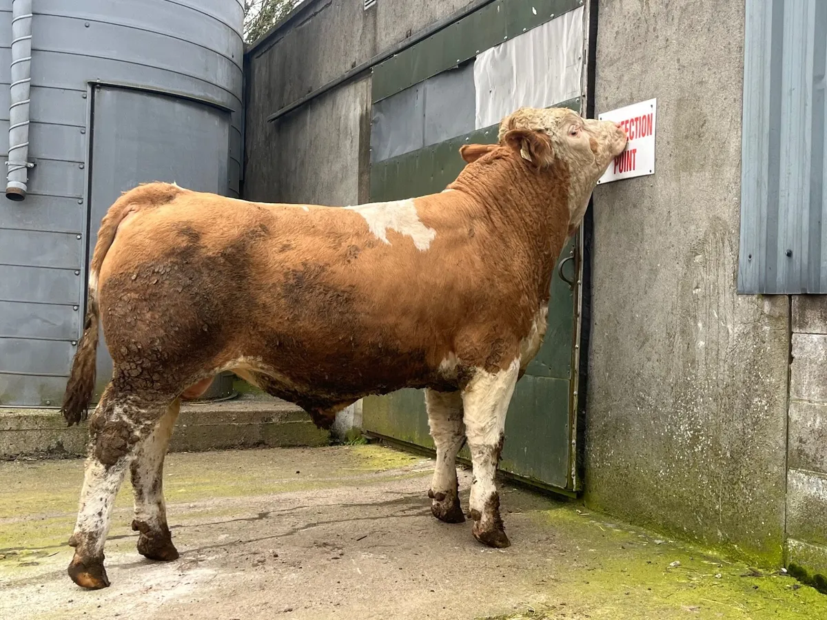Pedigree Simmental bulls - Image 4