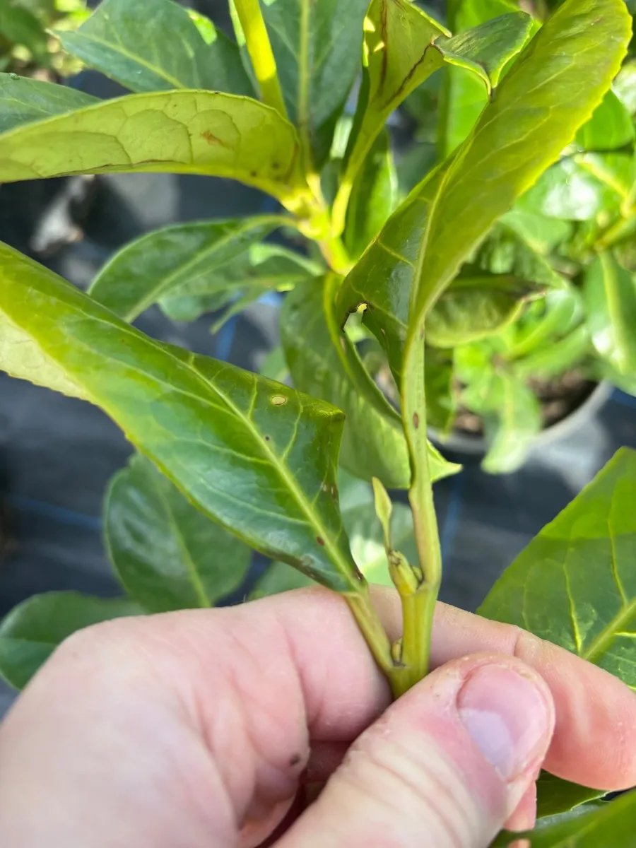 Laurel Hedge - Image 4