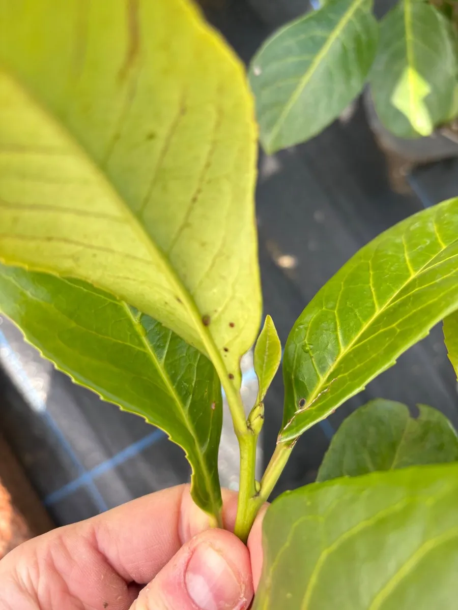 Laurel Hedge - Image 3