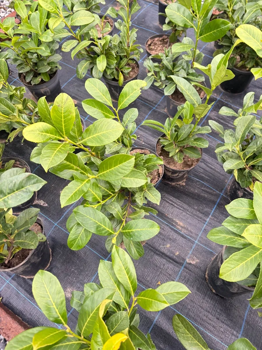 Laurel Hedge - Image 2