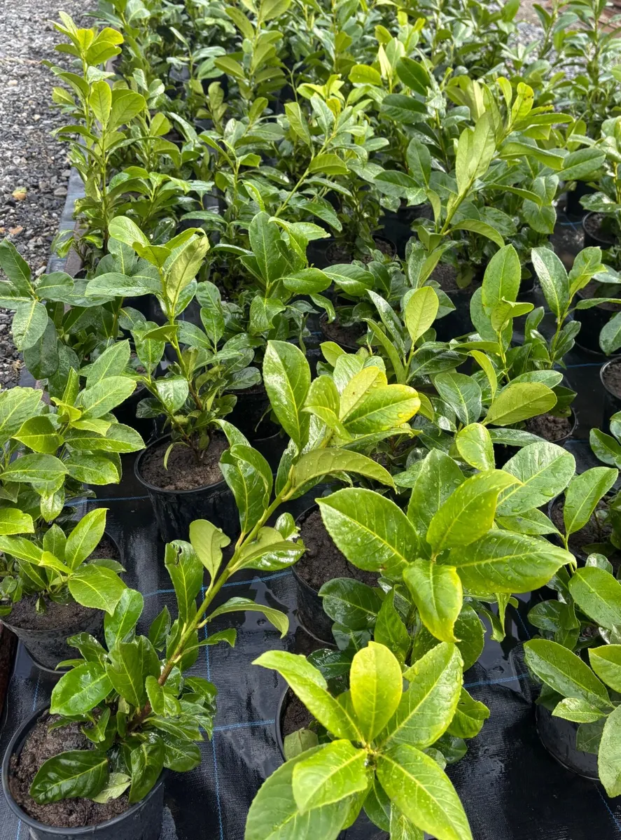 Laurel Hedge - Image 1