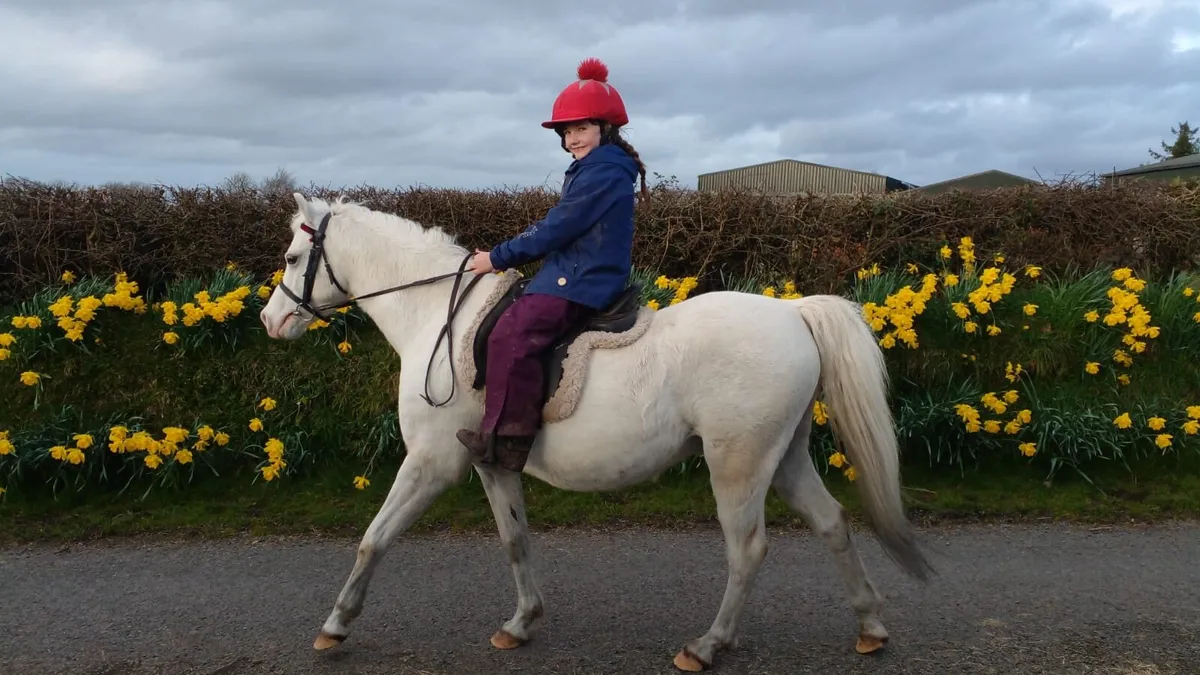 Welsh Sec B - Image 2