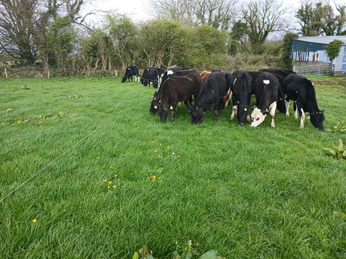 Yearling bullocks and heifers - Image 2