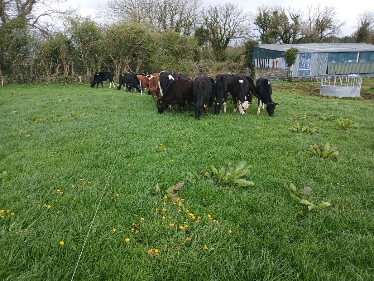Yearling bullocks and heifers - Image 1