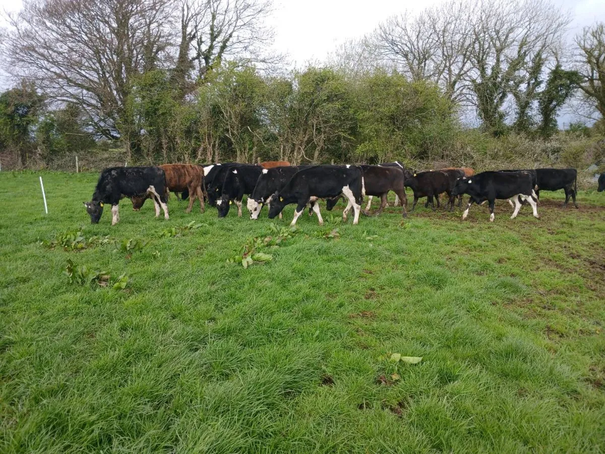 Yearling bullocks and heifers - Image 3