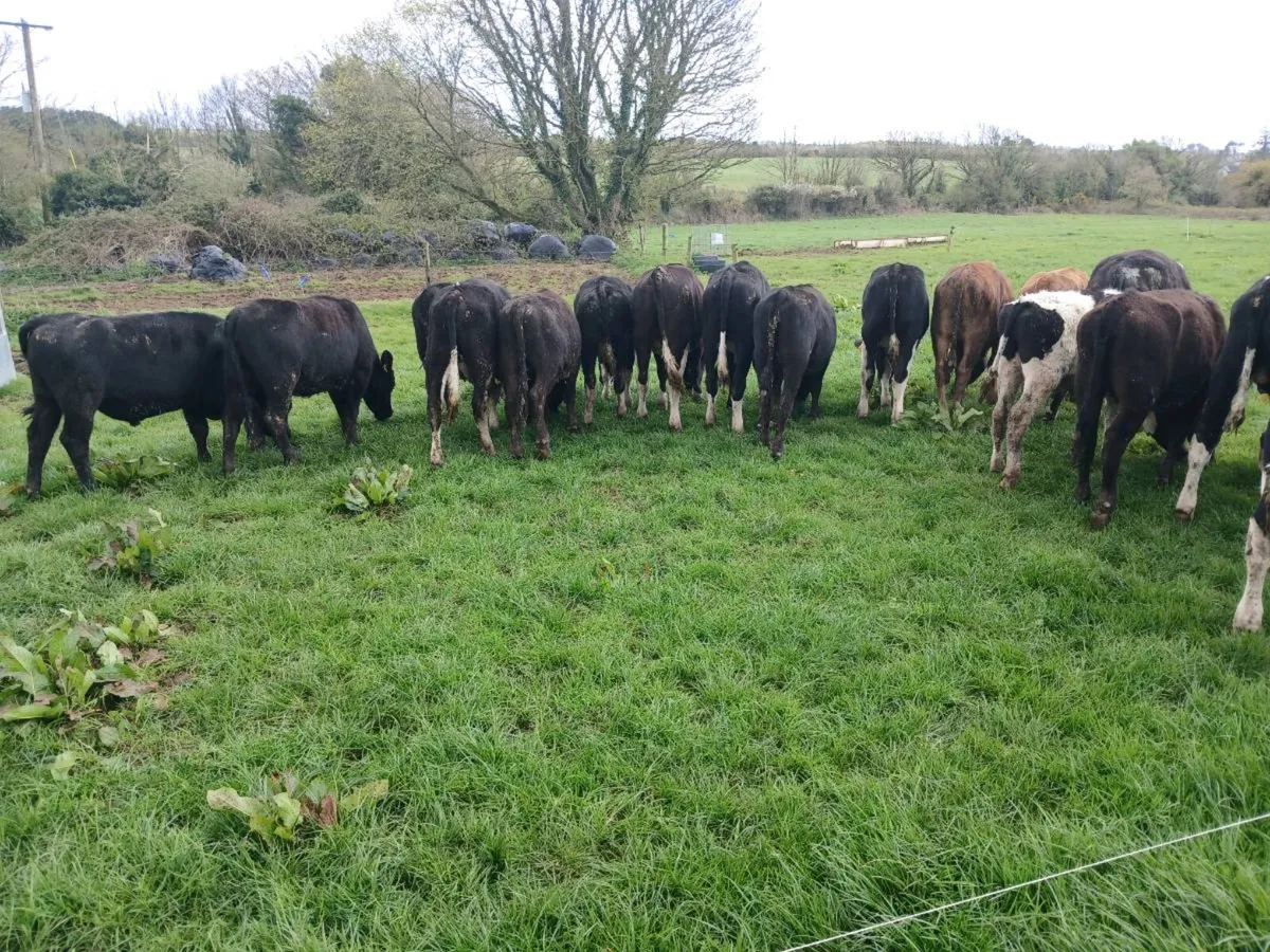 Yearling bullocks and heifers - Image 4