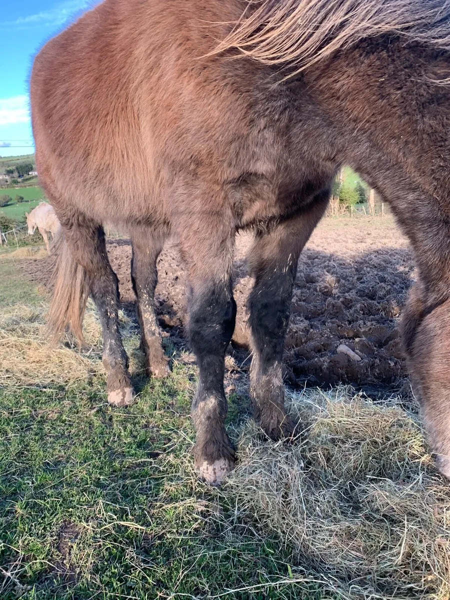 Irish draught gelding - Image 2