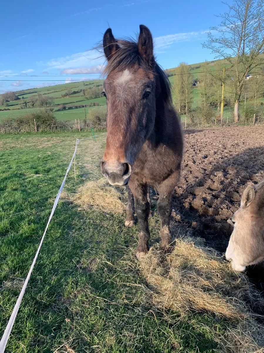 Irish draught gelding - Image 1