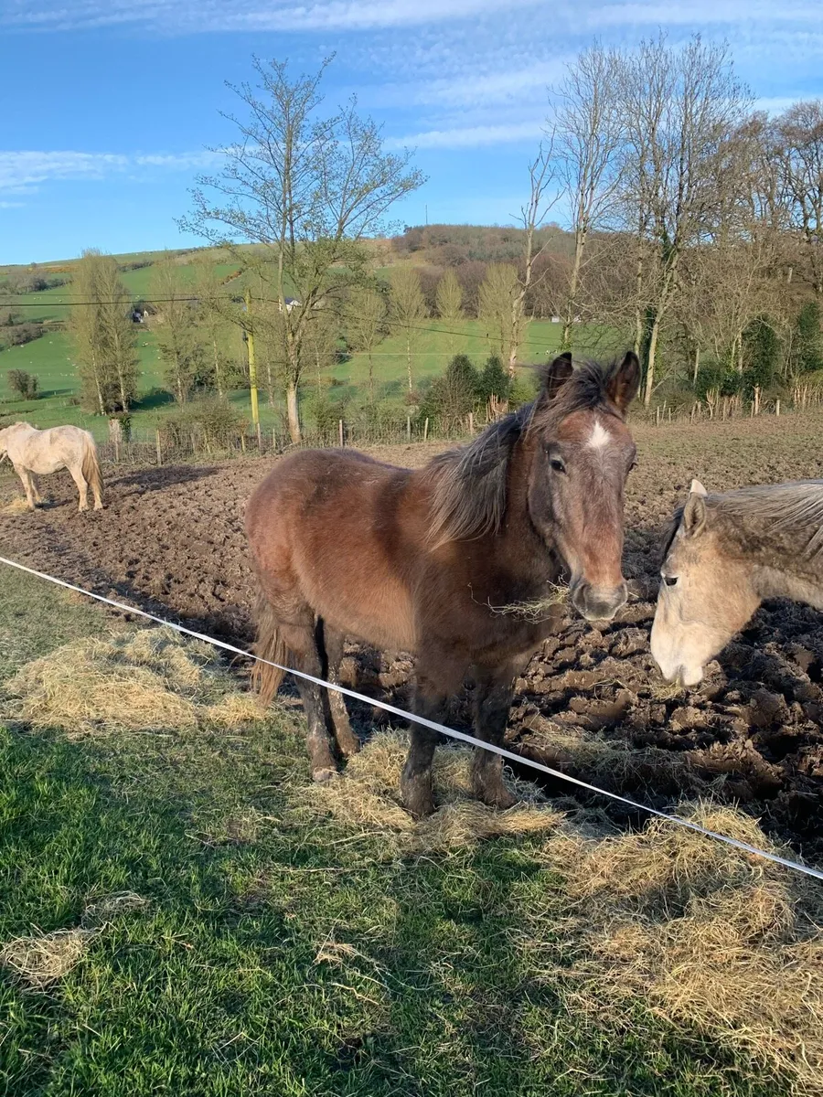 Irish draught gelding - Image 3