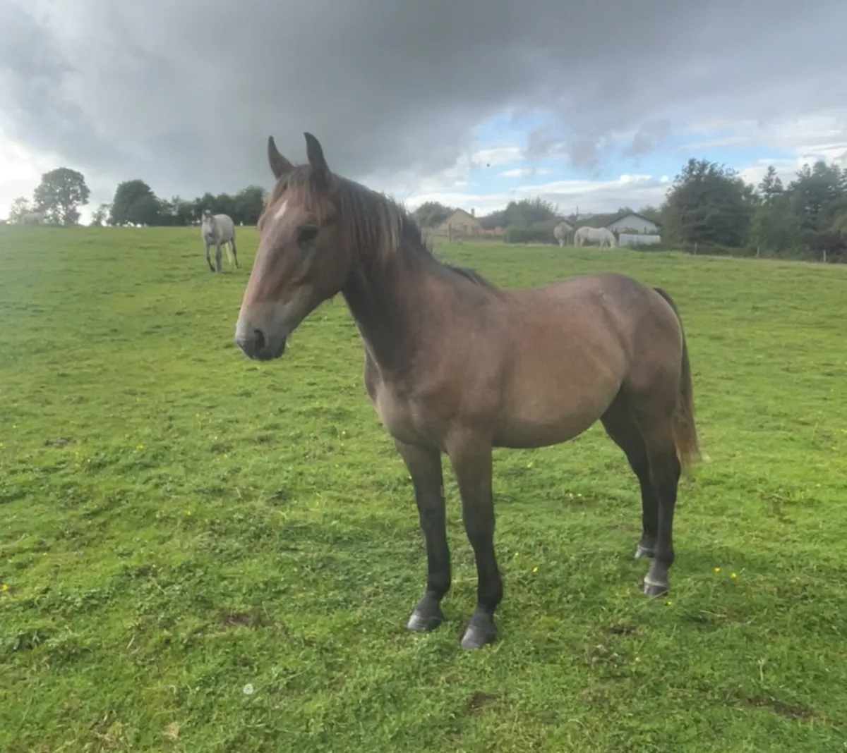 Irish draught gelding - Image 4