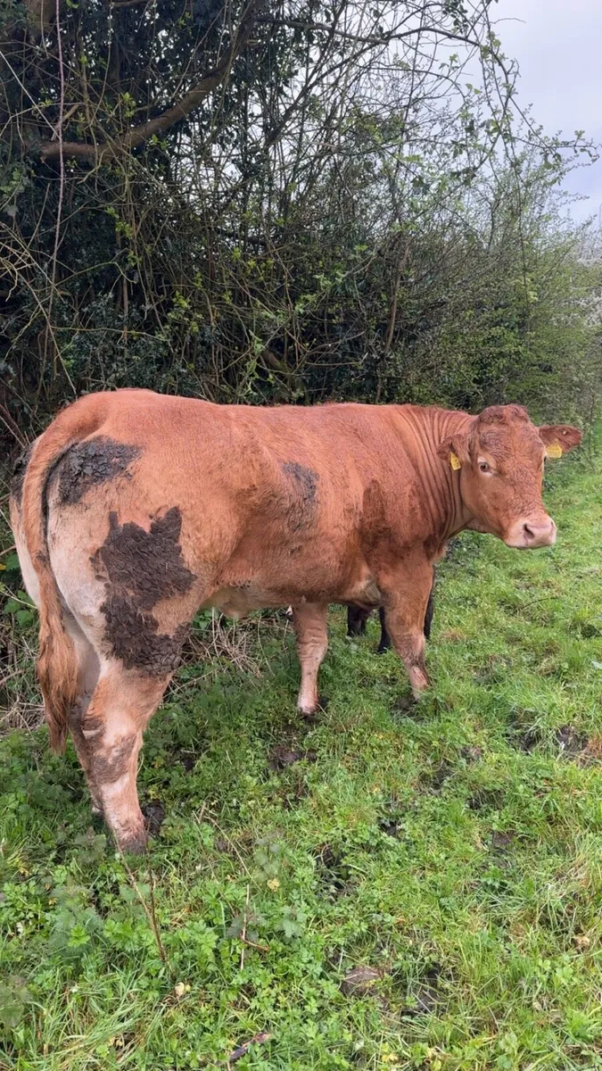 PBNR Incalf Limousin Cow - Image 2