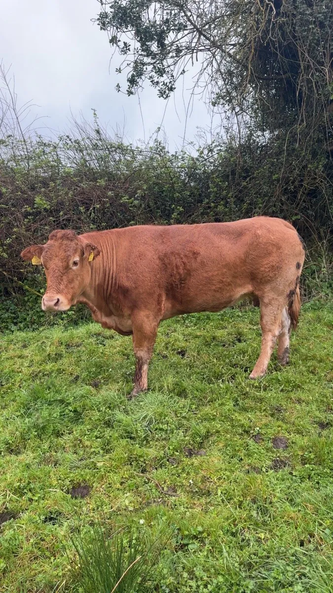 PBNR Incalf Limousin Cow - Image 1