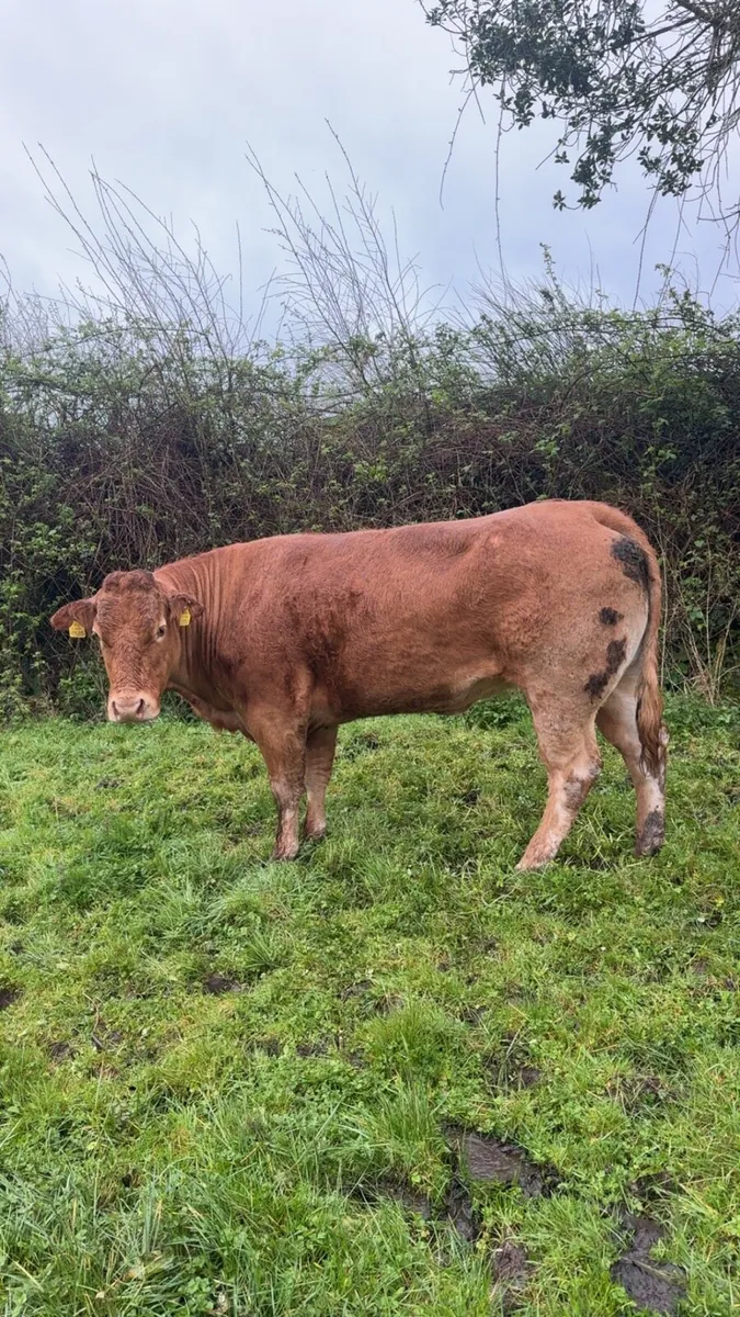 PBNR Incalf Limousin Cow - Image 3