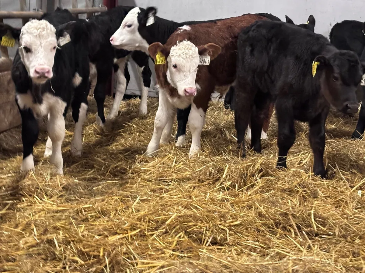13 top quality Hereford & Angus calves for sale - Image 1