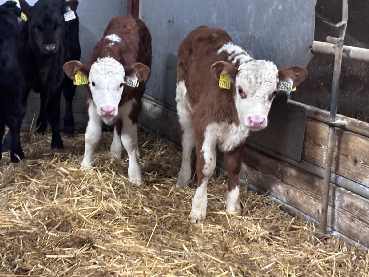 13 top quality Hereford & Angus calves for sale - Image 4