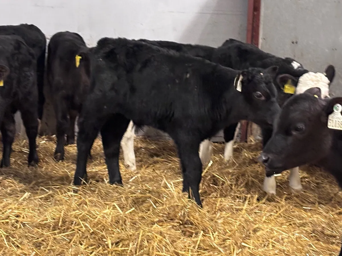 13 top quality Hereford & Angus calves for sale - Image 2