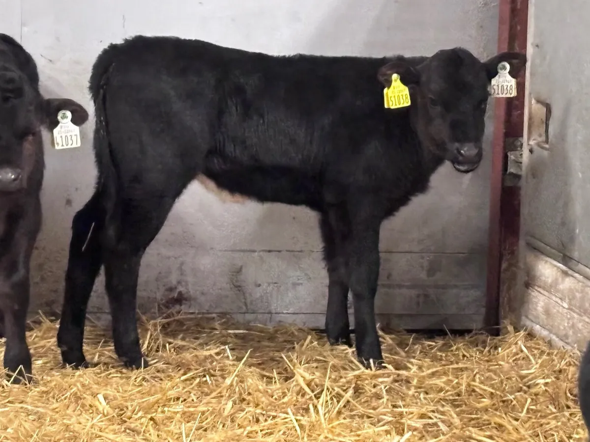 13 top quality Hereford & Angus calves for sale - Image 3