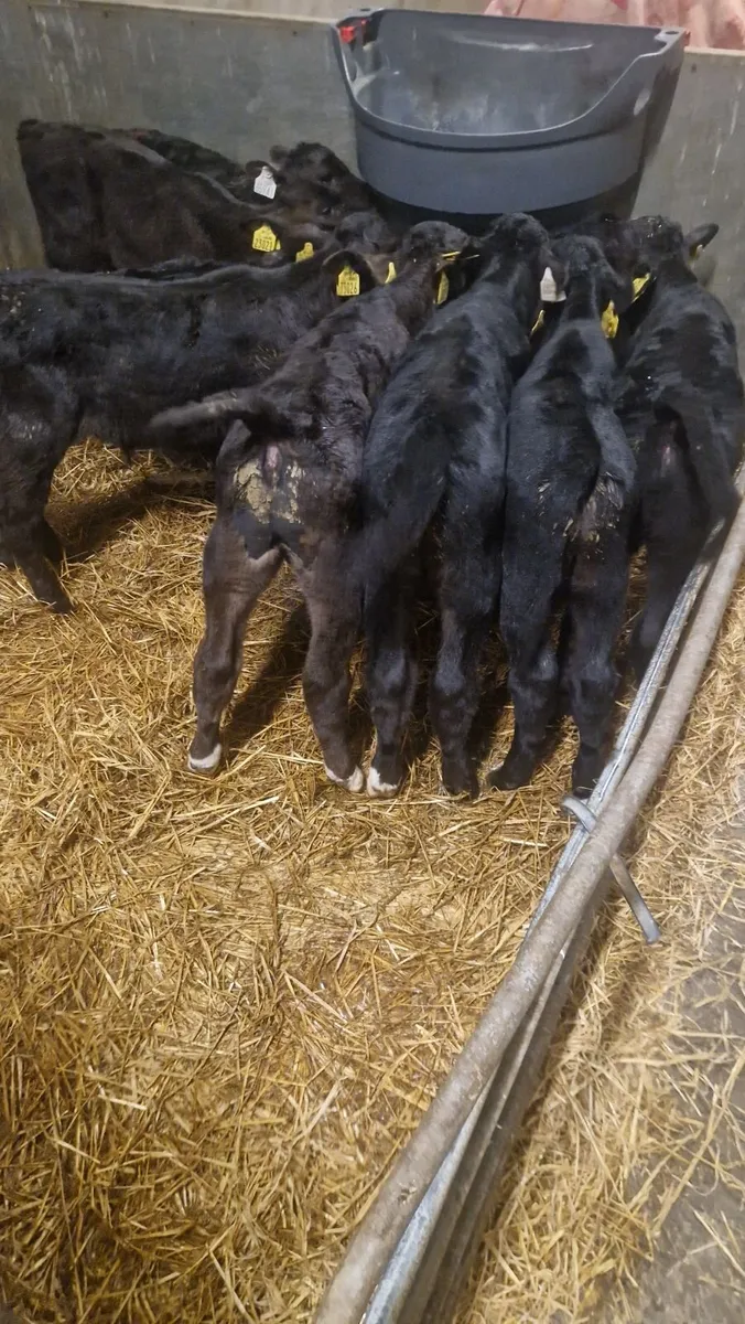 15 angus calves - Image 4