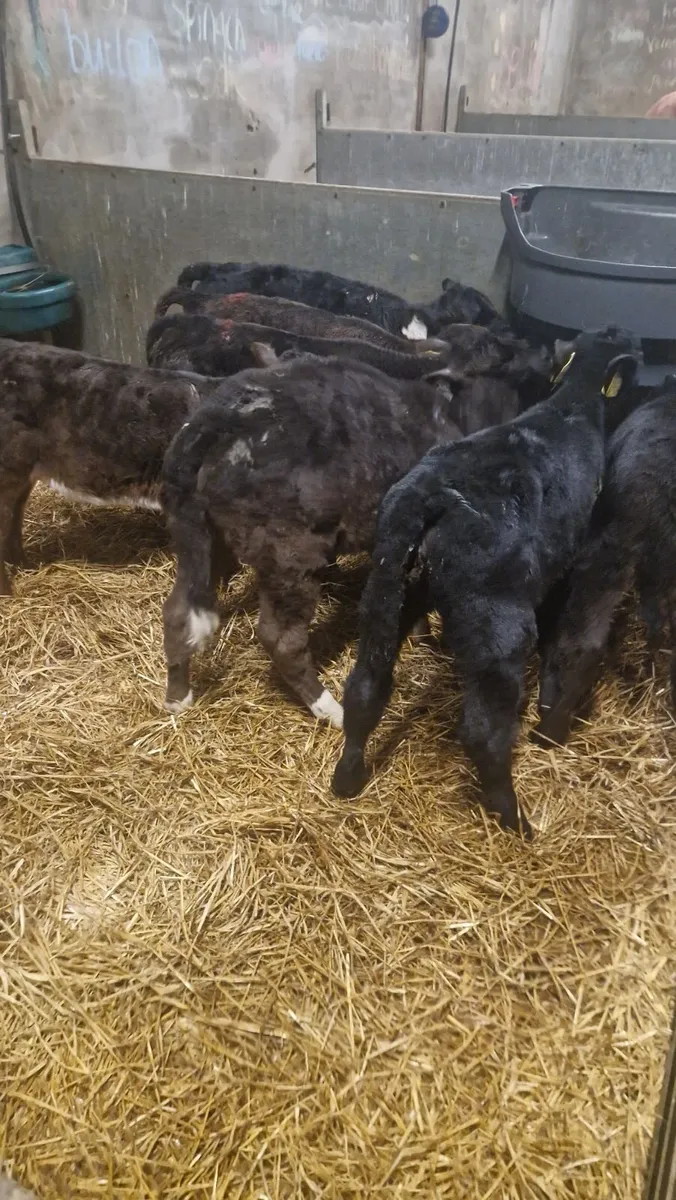 5 angus calves 260 each - Image 4