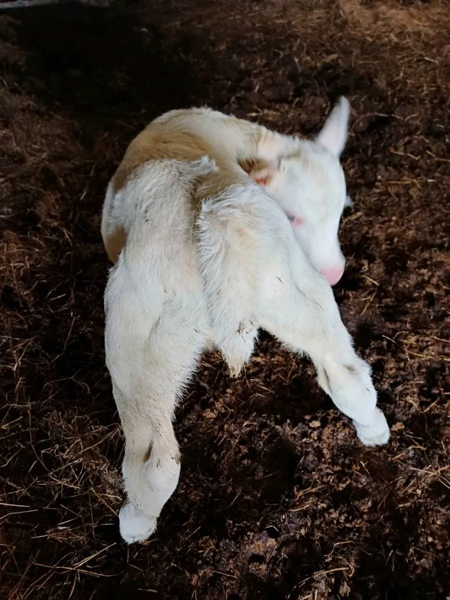 Pbr char bull suck - Image 3