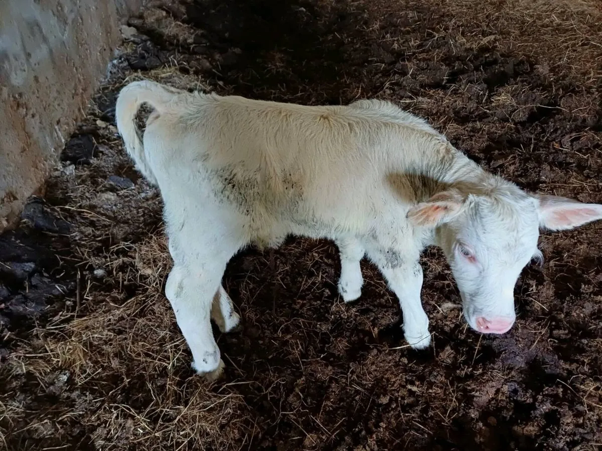 Pbr char bull suck - Image 2