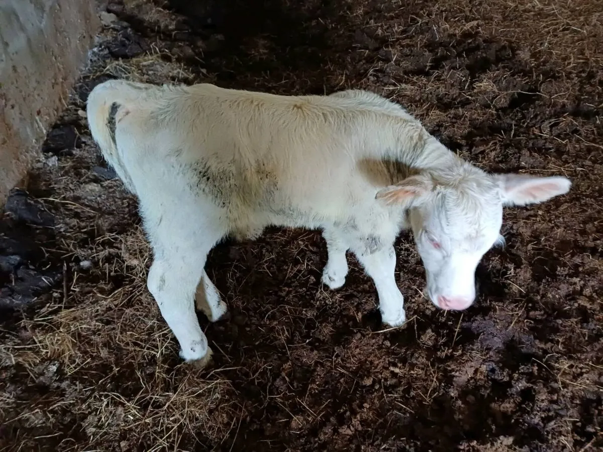 Pbr char bull suck - Image 4