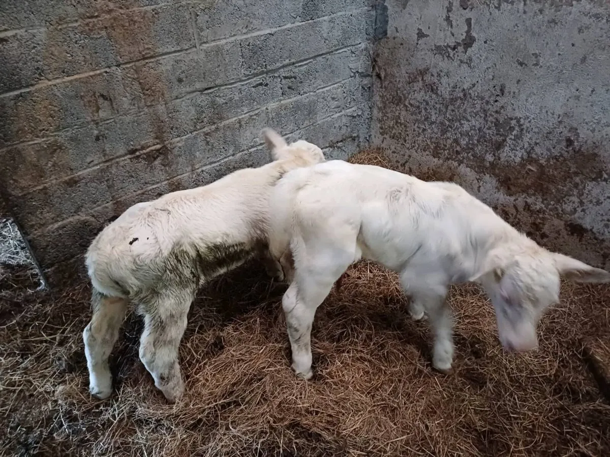 Pbr char bull suck - Image 1