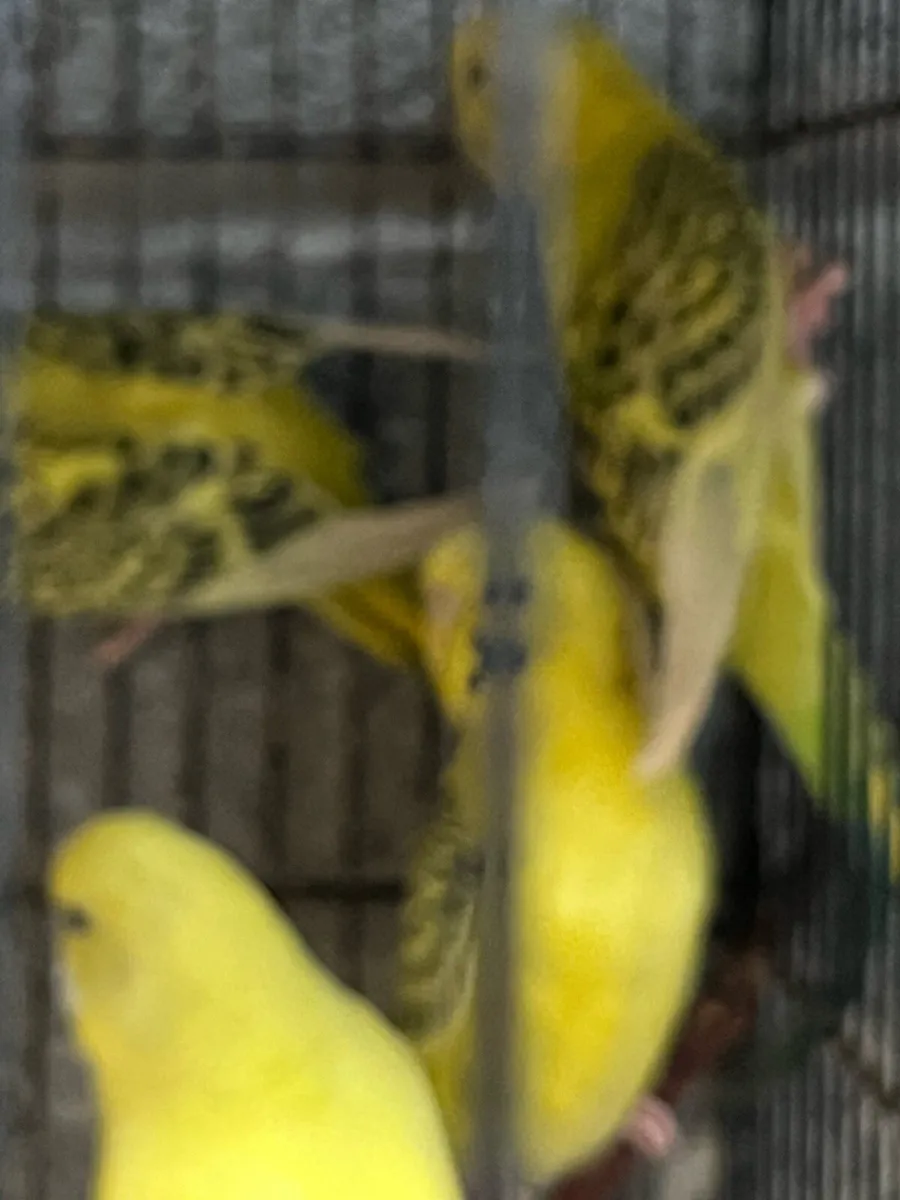 Tcb mutation budgies - Image 3