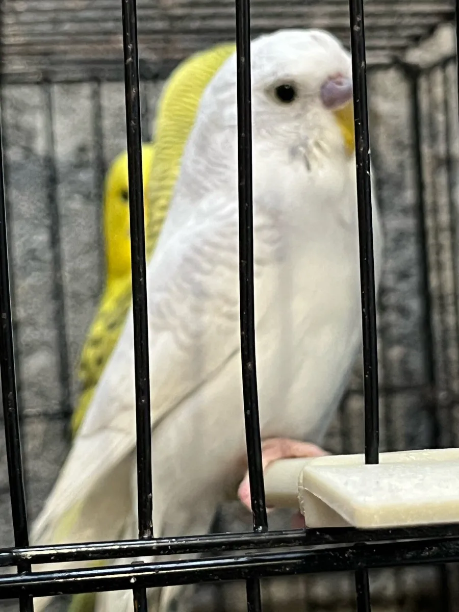 Tcb mutation budgies - Image 4