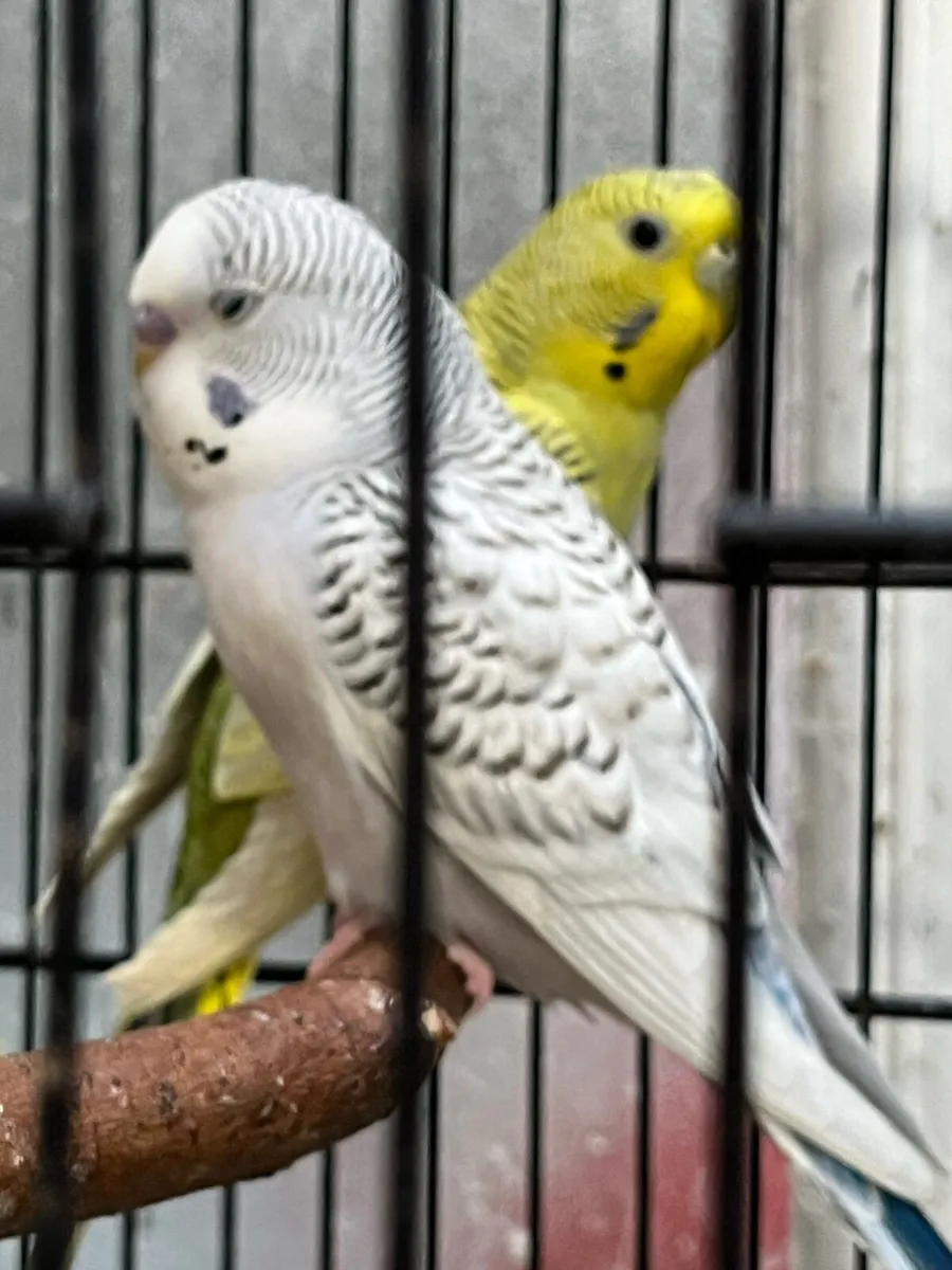 Tcb mutation budgies - Image 2