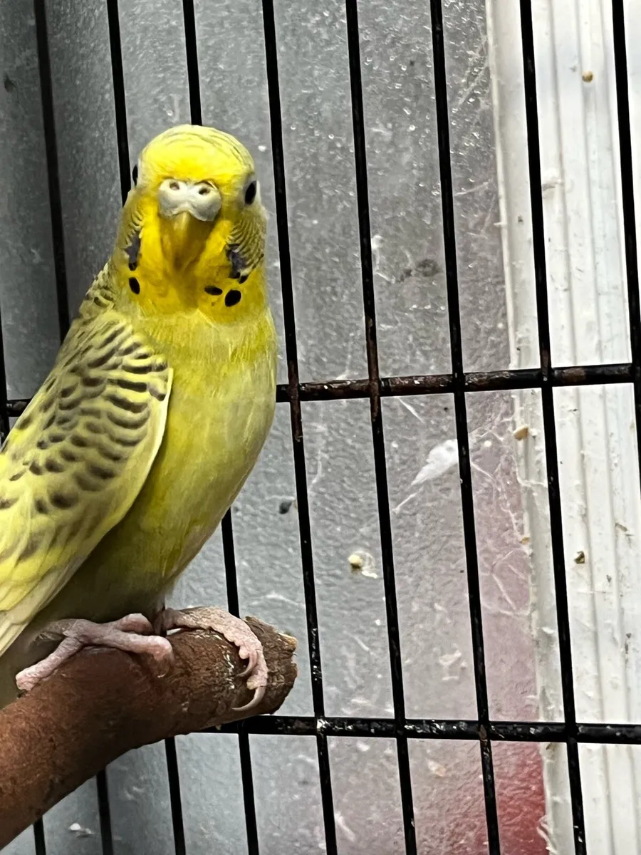 Tcb mutation budgies - Image 1