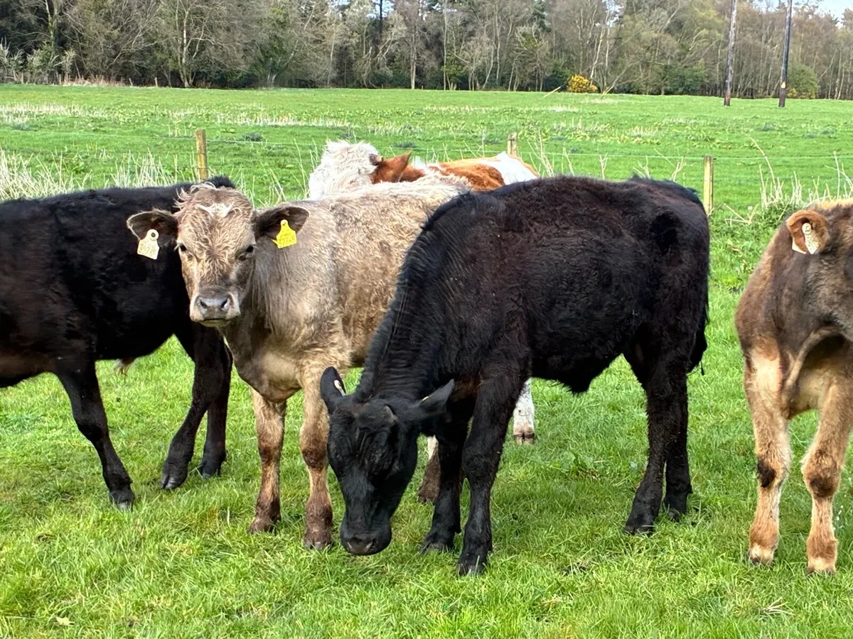 8 lovely continental bullocks for sale - Image 2