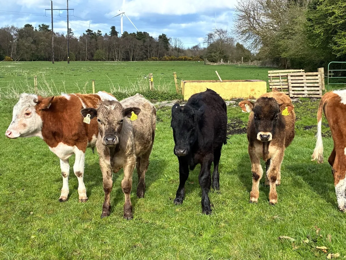 8 lovely continental bullocks for sale - Image 1