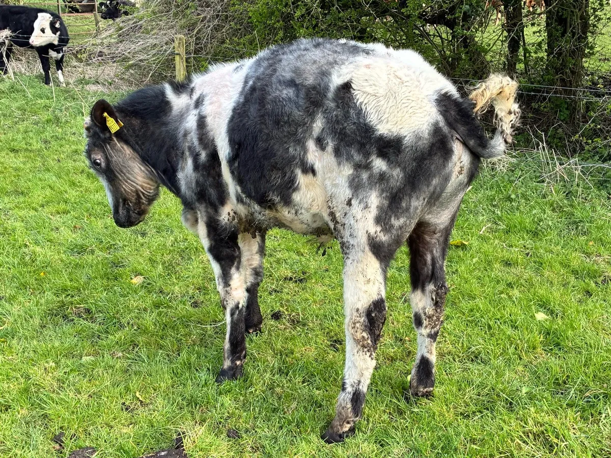 8 lovely continental bullocks for sale - Image 3