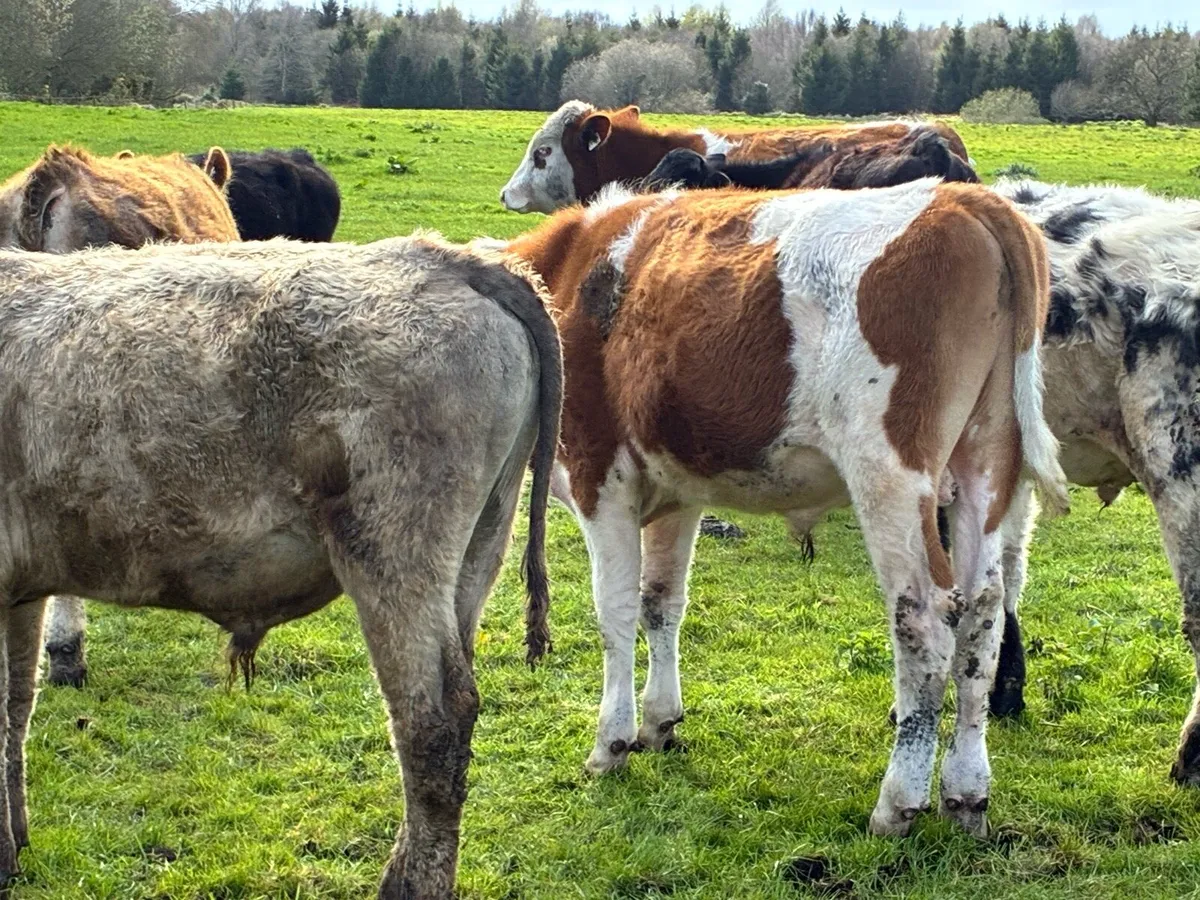 8 lovely continental bullocks for sale - Image 4