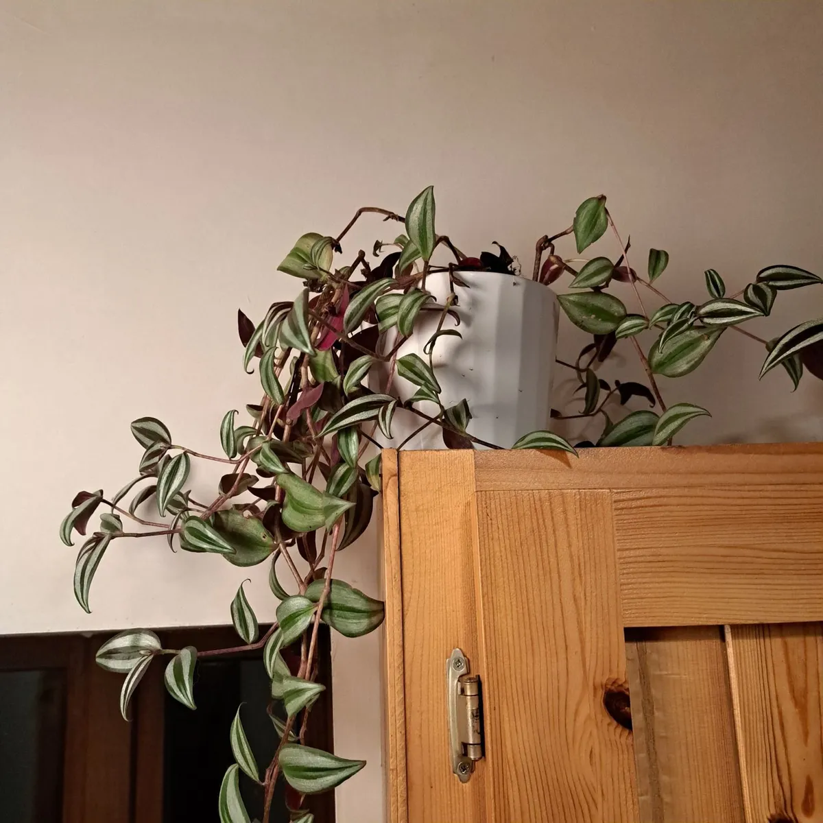 Potted plants - Image 2