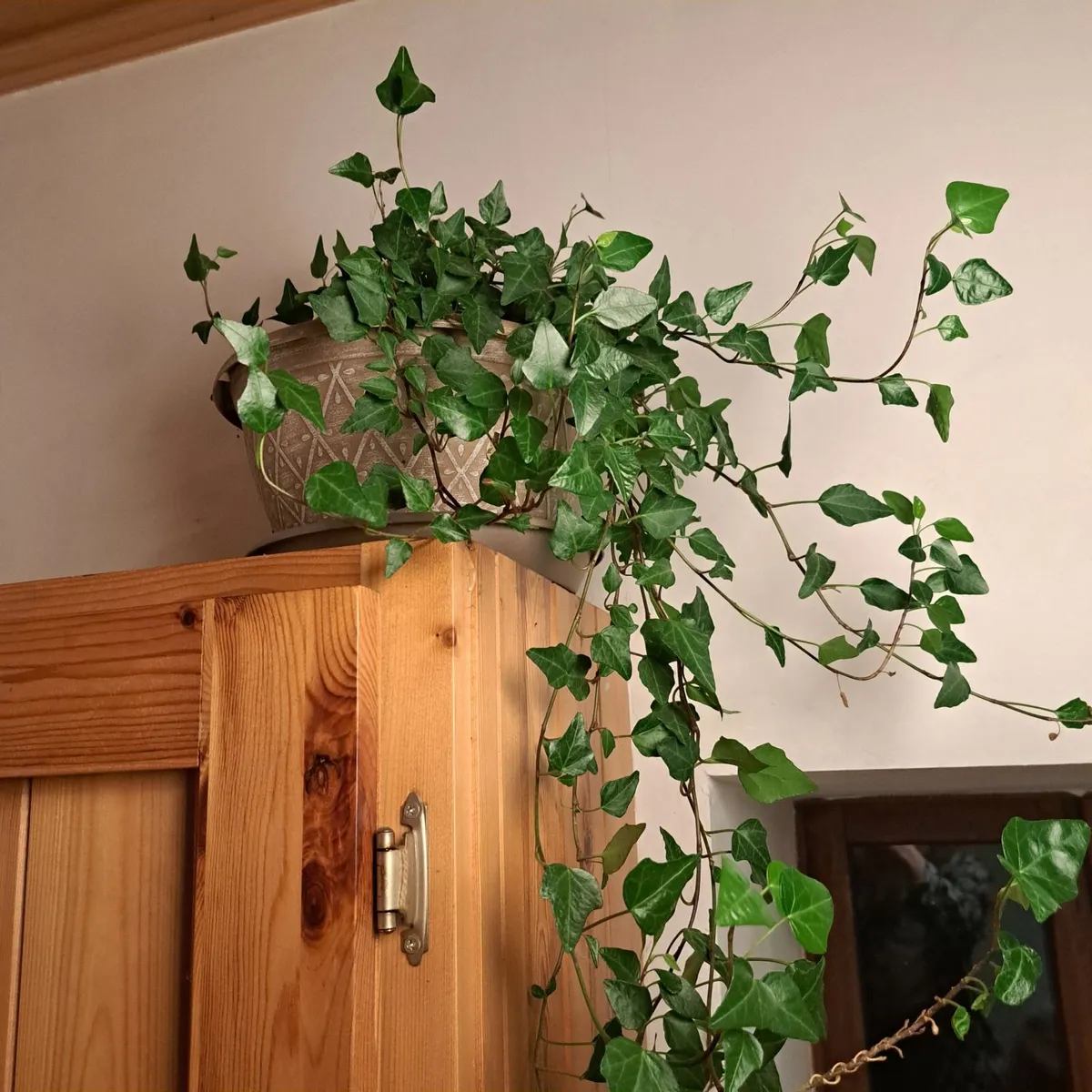 Potted plants - Image 3