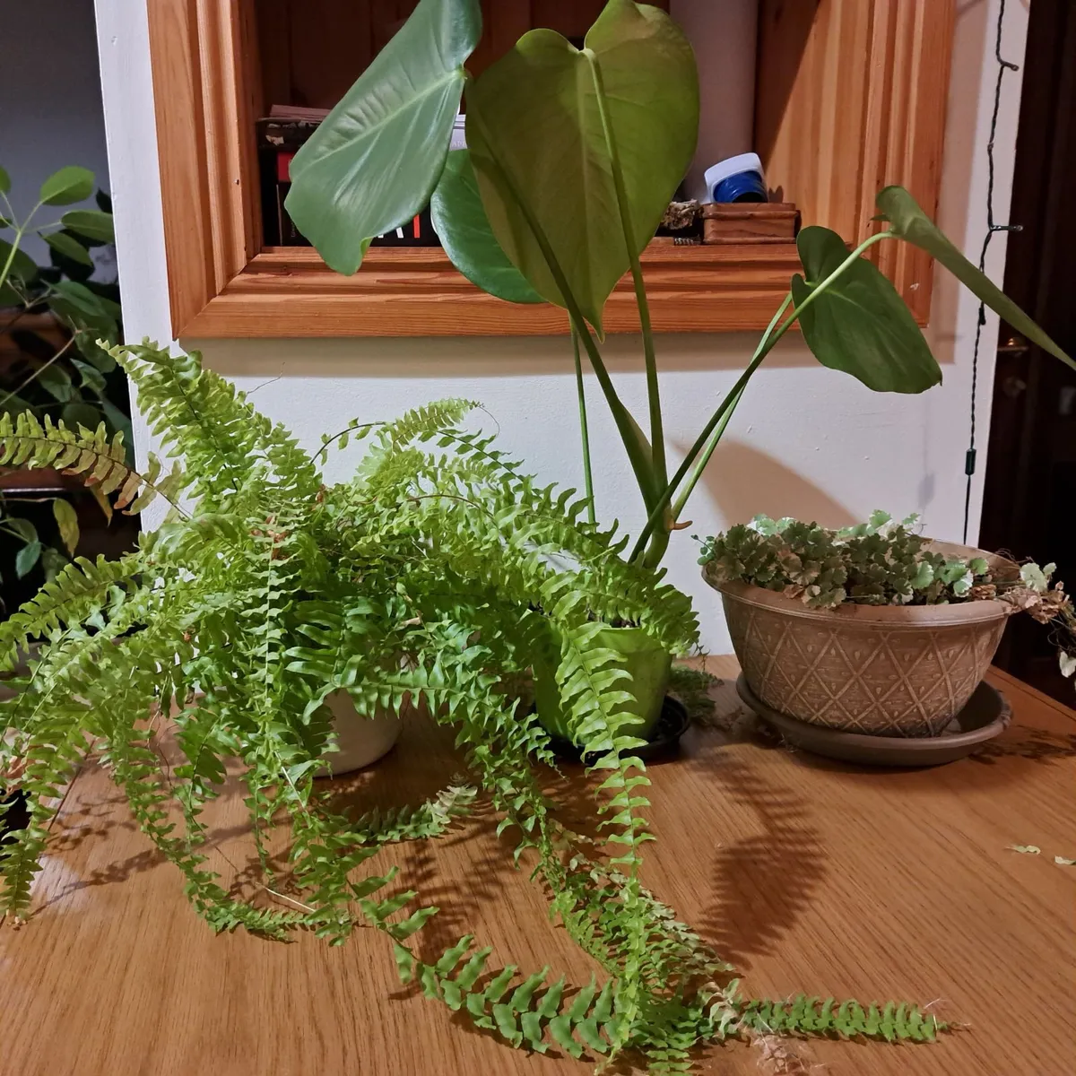 Potted plants - Image 1