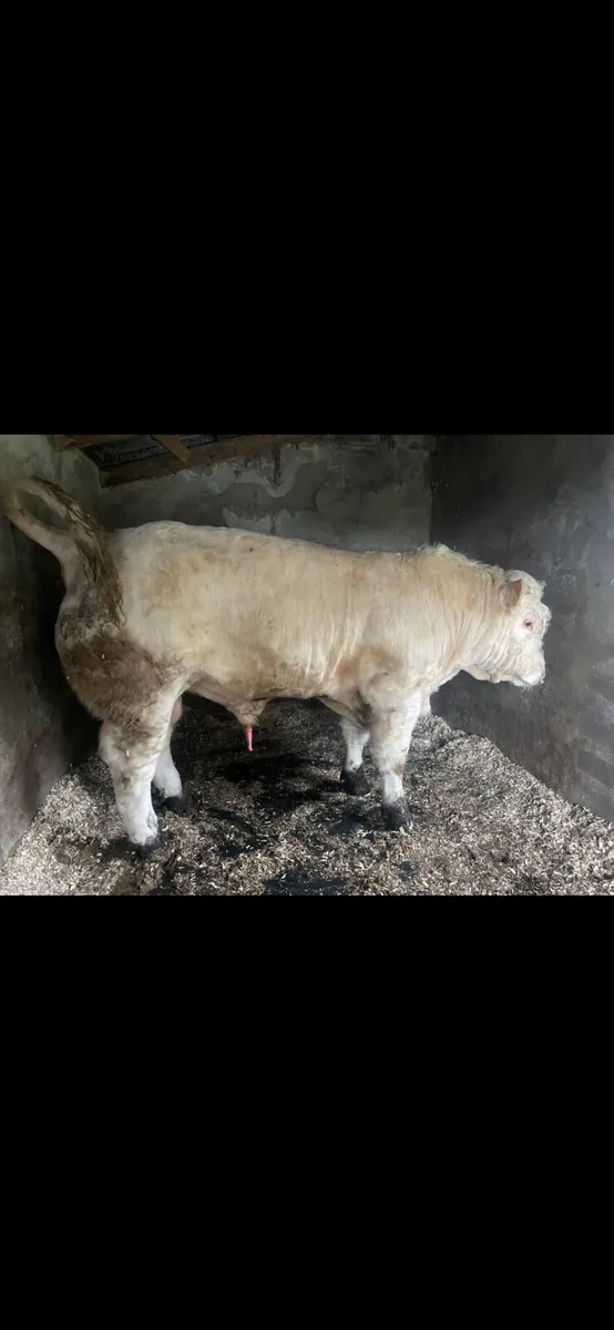 Lot 89 multibreed bull sale ballina mart Tuesday - Image 2