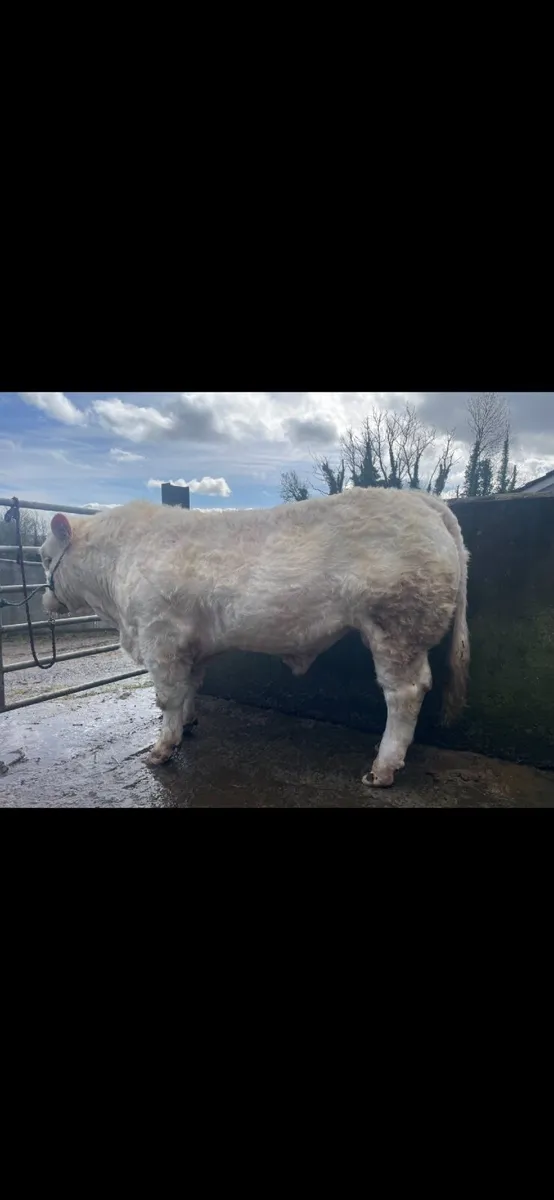 Lot 89 multibreed bull sale ballina mart Tuesday - Image 1