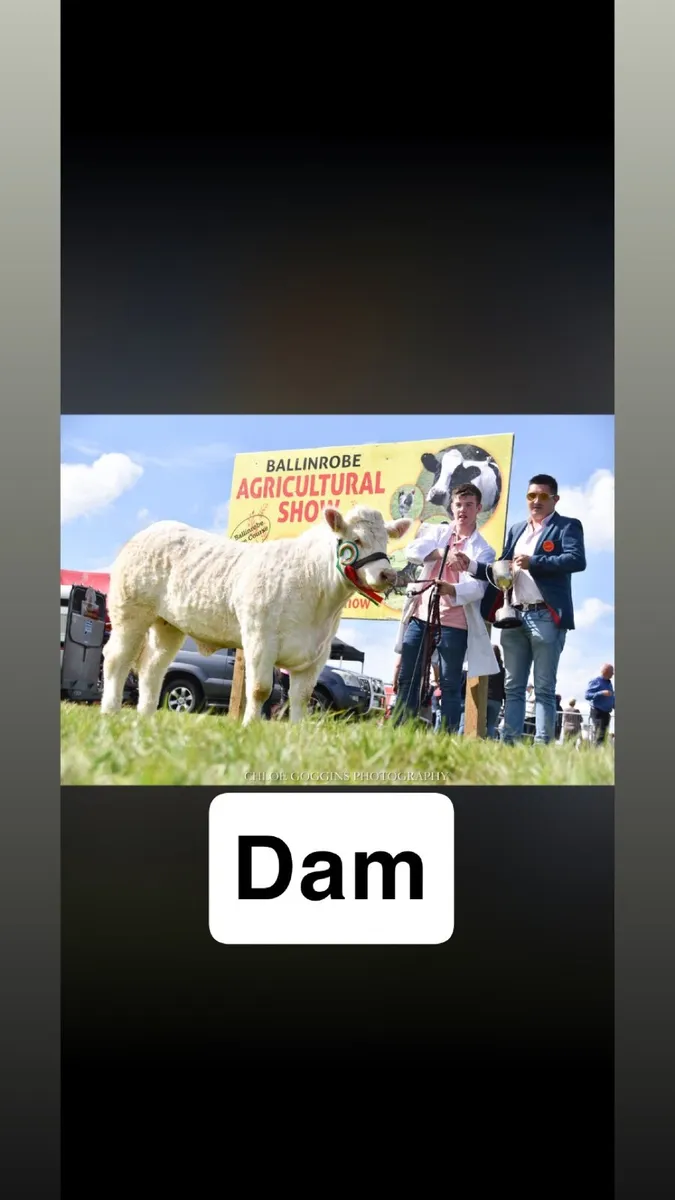Lot 89 multibreed bull sale ballina mart Tuesday - Image 3