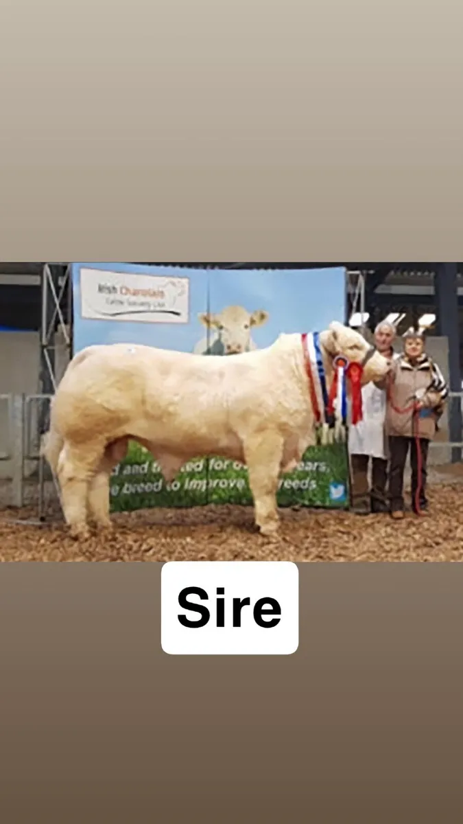 Lot 89 multibreed bull sale ballina mart Tuesday - Image 4