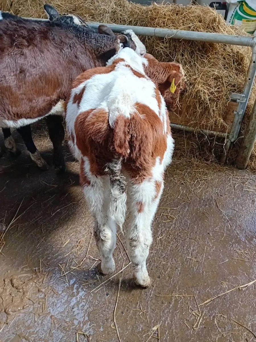 Fiesian Bull Calf - Image 3