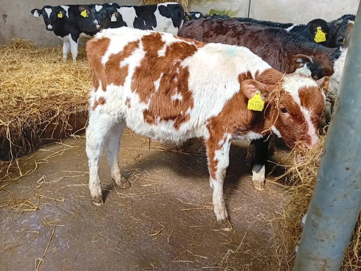 Fiesian Bull Calf - Image 4