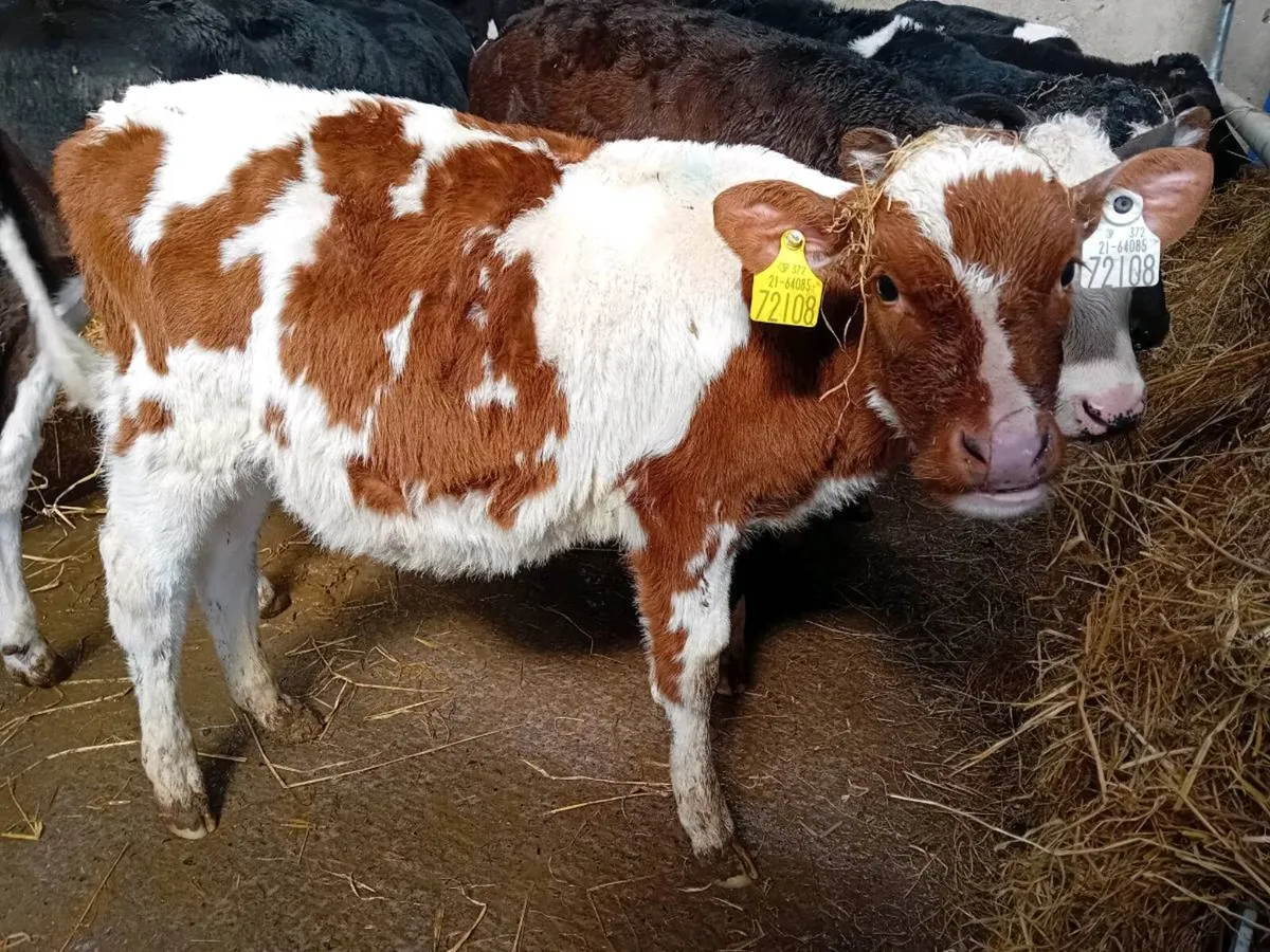 Fiesian Bull Calf - Image 1